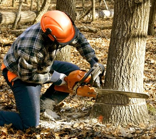 Tree Removal in Oakland, AR
